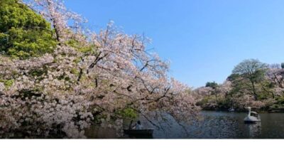 井の頭公園お花見2026場所取り禁止事項は？飲酒・屋台・ライトアップも