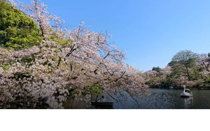 井の頭公園お花見2026場所取り禁止事項は？飲酒・屋台・ライトアップも