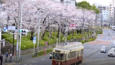 飛鳥山公園お花見2026の場所取りルールは？屋台と宴会や混雑情報も