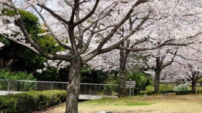 北の丸公園お花見2026の場所取りルールは？レジャーシートやライトアップも