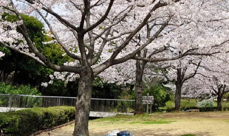 北の丸公園お花見2026の場所取りルールは？レジャーシートやライトアップも