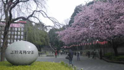 上野公園の花見の場所取り(予約)は何時から？禁止事項やルールを紹介！