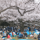 代々木公園お花見2026の場所取りは何時から？レジャーシートと飲酒ルールも