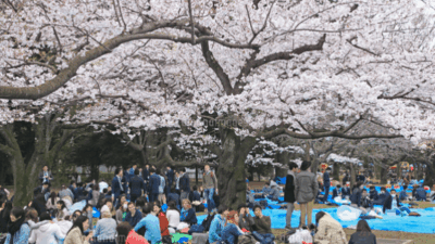 代々木公園お花見2026の場所取りは何時から？レジャーシートと飲酒ルールも