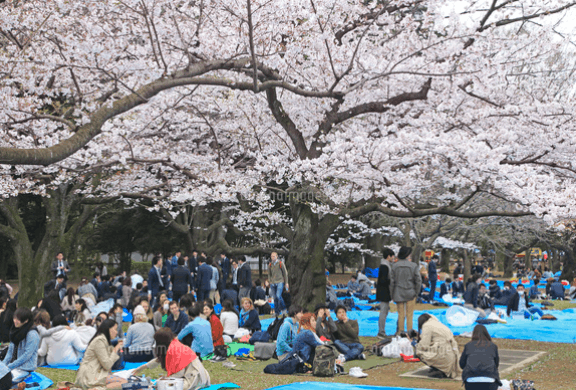 代々木公園お花見2026の場所取りは何時から？レジャーシートと飲酒ルールも