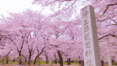 大宮公園の花見2026場所取りの時間は？駐車場と屋台はいつまでやってるか調査