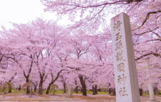 大宮公園の花見2026場所取りの時間は？駐車場と屋台はいつまでやってるか調査