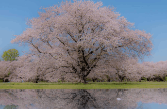昭和記念公園の花見2026の場所取りの時間は？お酒・飲食規制事項も