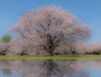 昭和記念公園の花見2026の場所取りの時間は？お酒・飲食規制事項も