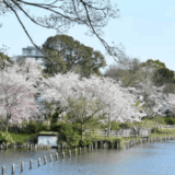 洗足池公園お花見2026の場所取りの時間は？屋台・混雑・駐車場を解説！