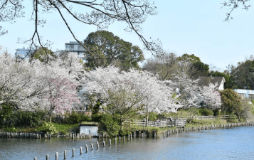 洗足池公園お花見2026の場所取りの時間は？屋台・混雑・駐車場を解説！
