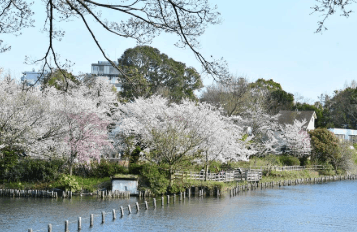 洗足池公園お花見2026の場所取りの時間は？屋台・混雑・駐車場を解説！