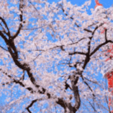 芝公園お花見2026の場所取りの時間は？禁止事項と宴会・屋台情報も