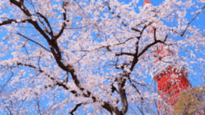 芝公園お花見2026の場所取りの時間は？禁止事項と宴会・屋台情報も