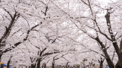 錦糸公園の花見2026の場所取り時間は？宴会・屋台ルールと禁止事項も