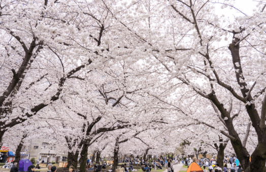 錦糸公園の花見2026の場所取り時間は？宴会・屋台ルールと禁止事項も