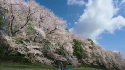 砧公園お花見2026の場所取りは禁止？飲酒スポット・屋台・混雑情報も