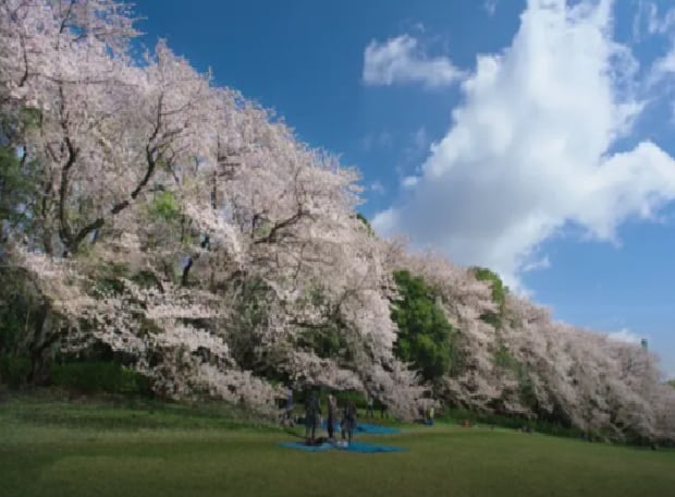 砧公園お花見2026の場所取りは禁止？飲酒スポット・屋台・混雑情報も