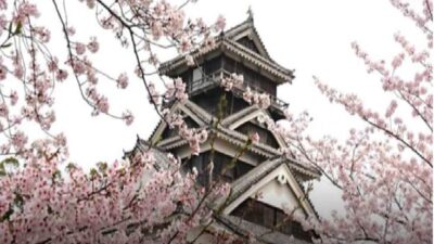 熊本城お花見2026場所取りの時間は？駐車場・ライトアップ・宴会ルールも