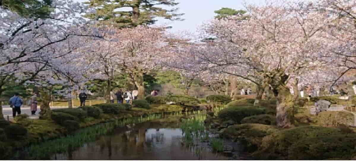 兼六園お花見2026の無料開放時期は？駐車場や屋台とライトアップも