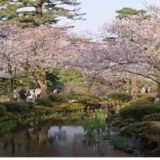 兼六園お花見2026の無料開放時期は？駐車場や屋台とライトアップも