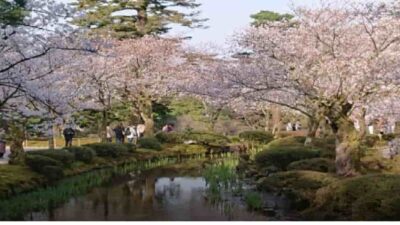 兼六園お花見2026の無料開放時期は？駐車場や屋台とライトアップも