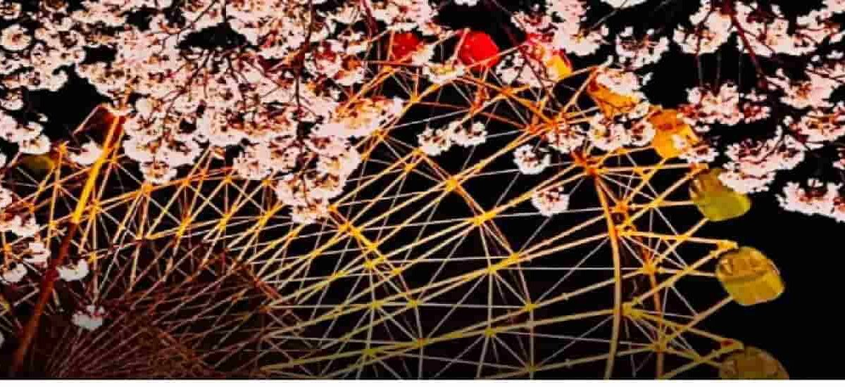 華蔵寺公園お花見2026場所取りの時間は？屋台・駐車場・ライトアップも