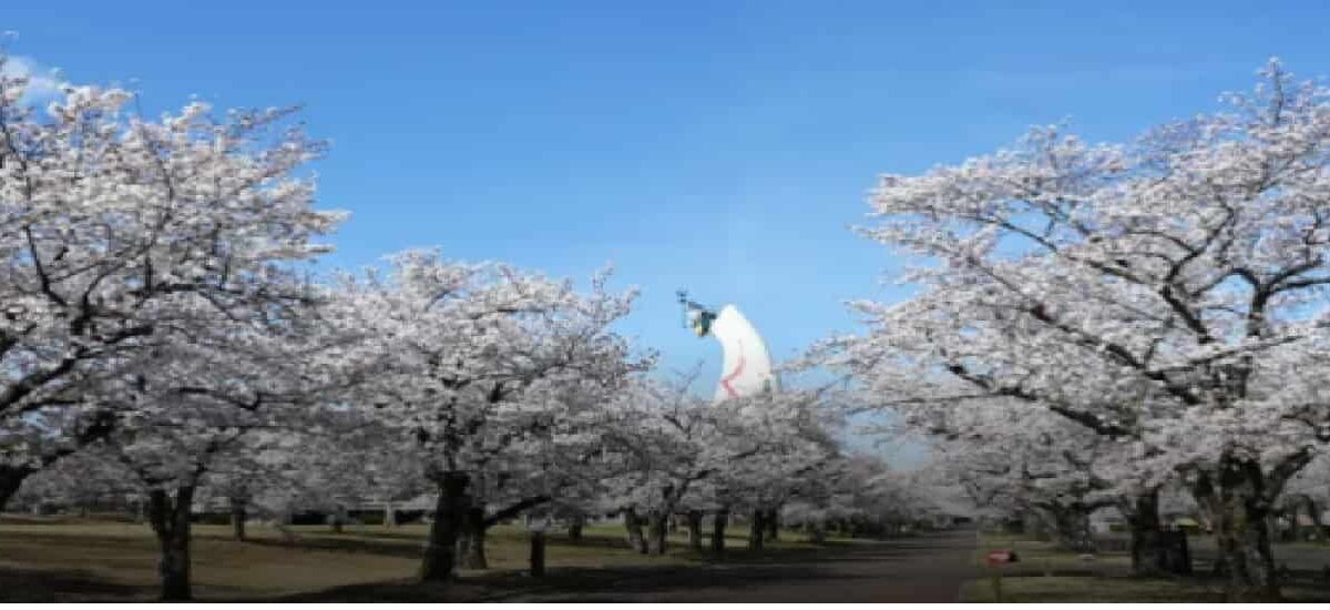 万博記念公園の花見場所取りルールは？駐車場・屋台・ライトアップ時間も