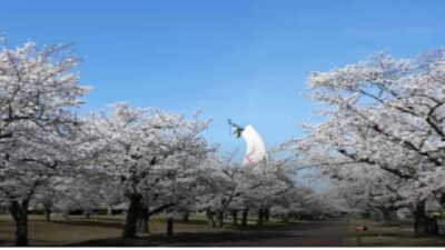 万博記念公園の花見場所取りルールは？駐車場・屋台・ライトアップ時間も