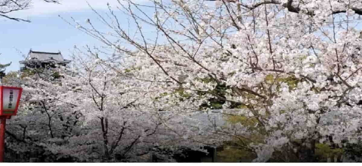 岡崎城公園桜祭り2026の屋台はいつまで？ライトアップと駐車場無料時間も