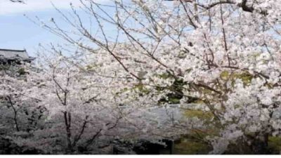 岡崎城公園桜祭り2026の屋台はいつまで？ライトアップと駐車場無料時間も