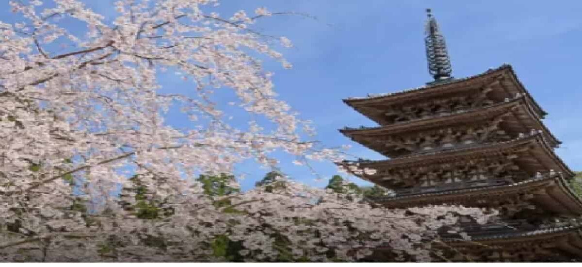 醍醐寺お花見2026の場所取りルールは？花見行列・屋台・ライトアップも