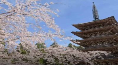 醍醐寺お花見2026の場所取りルールは？花見行列・屋台・ライトアップも
