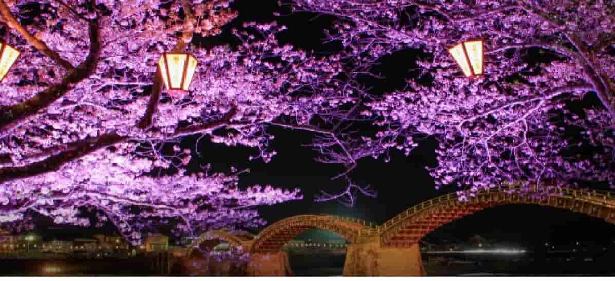錦帯橋お花見2026の場所取り時間は？夜桜ライトアップと駐車場や屋台情報も
