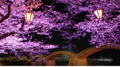 錦帯橋お花見2026の場所取り時間は？夜桜ライトアップと駐車場や屋台情報も