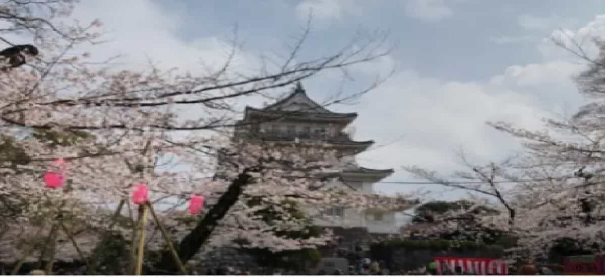 亥鼻公園お花見2026の夜桜ライトアップ時間は？場所取りと屋台や駐車場も