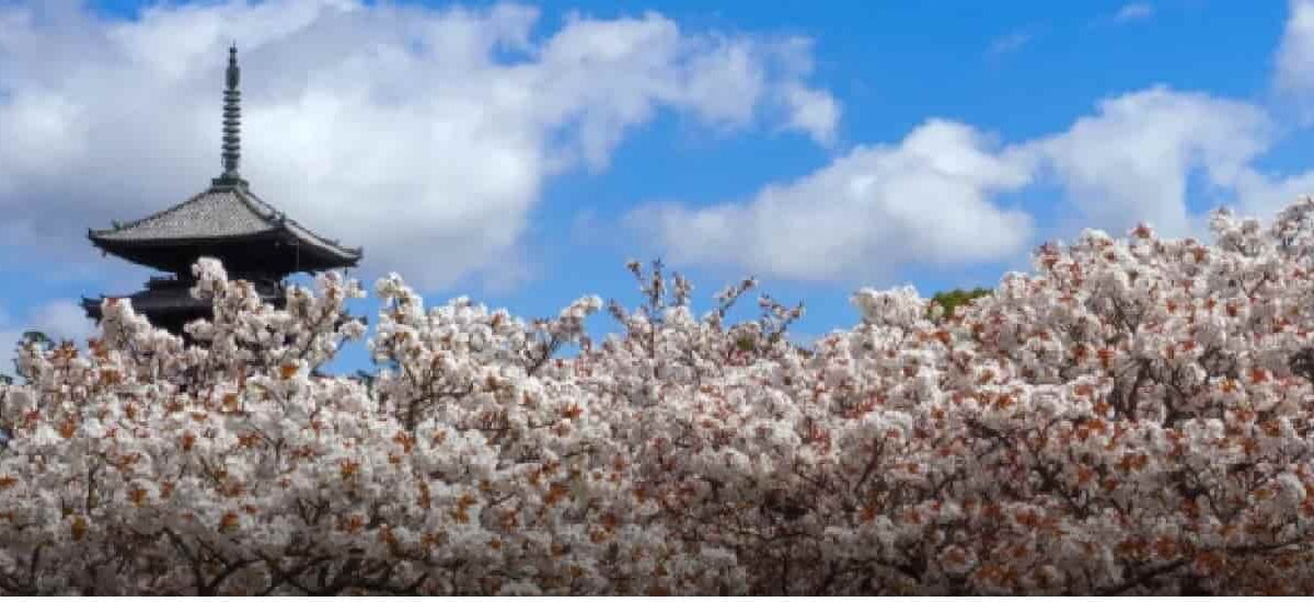 仁和寺お花見2026に予約は必要？ライトアップ時間と場所取りは禁止か調査