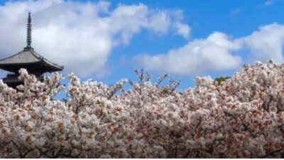 仁和寺お花見2026に予約は必要？ライトアップ時間と場所取りは禁止か調査