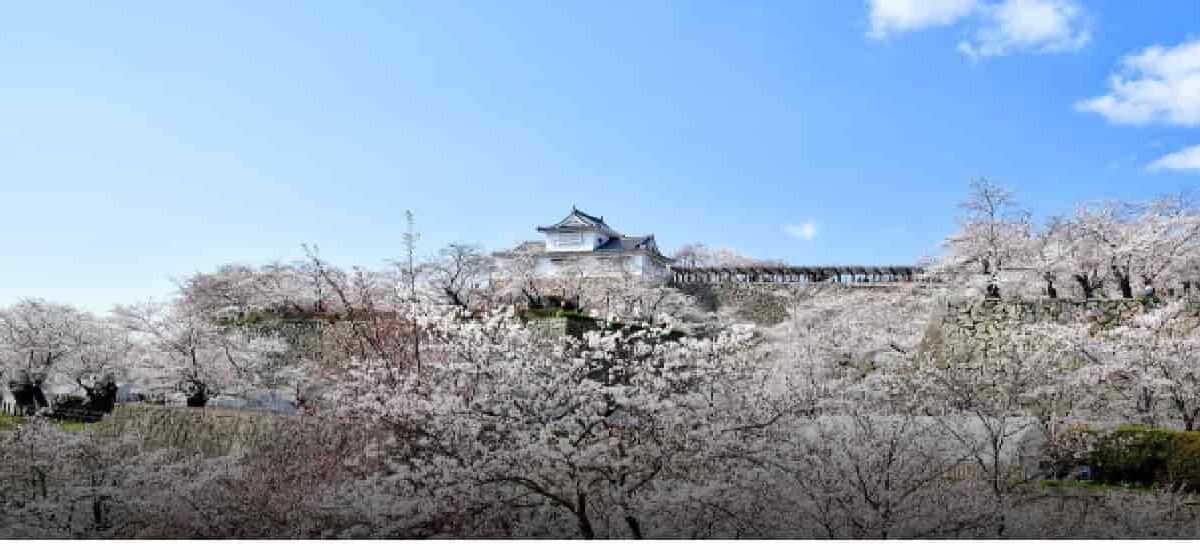 鶴山公園桜祭り2026場所取りの時間は？駐車場と屋台や夜桜情報も