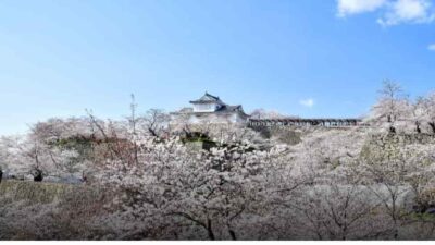 鶴山公園桜祭り2026場所取りの時間は？駐車場と屋台や夜桜情報も