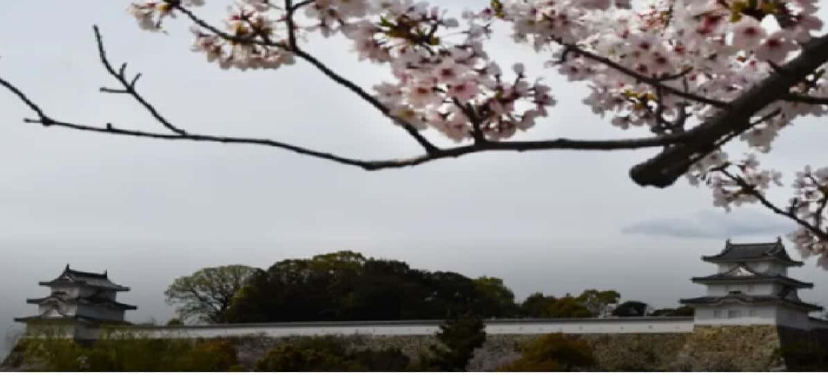 明石公園お花見2026場所取りの時間は？駐車場と屋台や飲食ルールも