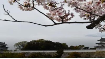 明石公園お花見2026場所取りの時間は？駐車場と屋台や飲食ルールも