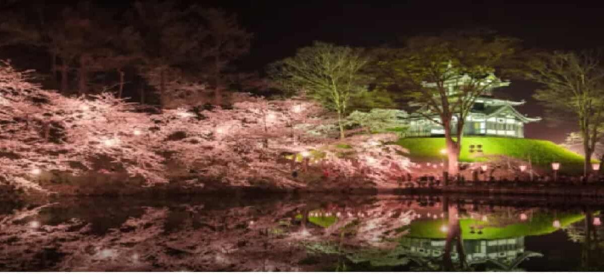 高田城址公園桜まつり2026のライトアップ時間は？駐車場や屋台情報も