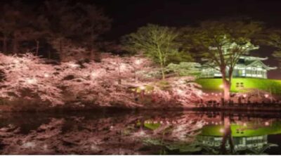 高田城址公園桜まつり2026のライトアップ時間は？駐車場や屋台情報も