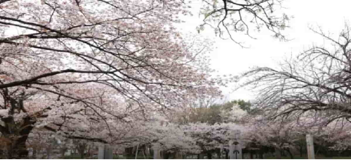 武蔵野公園お花見2026の場所取りは禁止？バーベキューのルールも