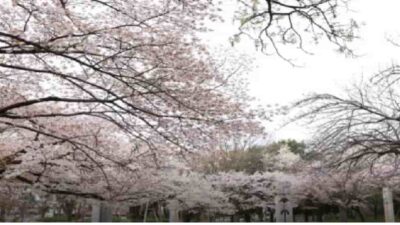 武蔵野公園お花見2026の場所取りは禁止？バーベキューのルールも