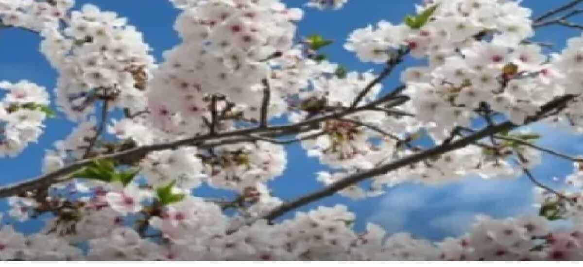 大村公園お花見の屋台出店場所は？ライトアップ時間や駐車場情報も！