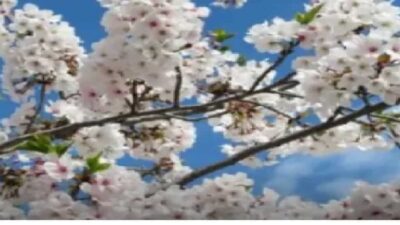 大村公園お花見の屋台出店場所は？ライトアップ時間や駐車場情報も！