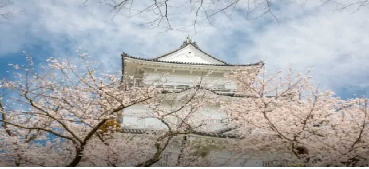 小田原城址公園桜まつり2026屋台の出店は？駐車場やライトアップ時間も