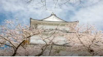 小田原城址公園桜まつり2026屋台の出店は？駐車場やライトアップ時間も